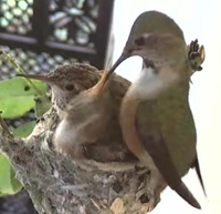 птенцы колибри