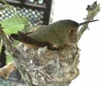 Колибри на гнезде
