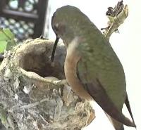 Колибри на гнезде, колибри кормит птенца